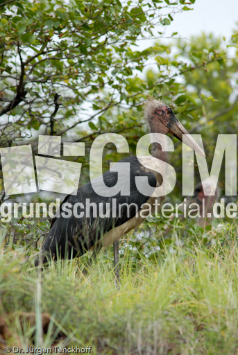 Marabu (24 von 33).jpg